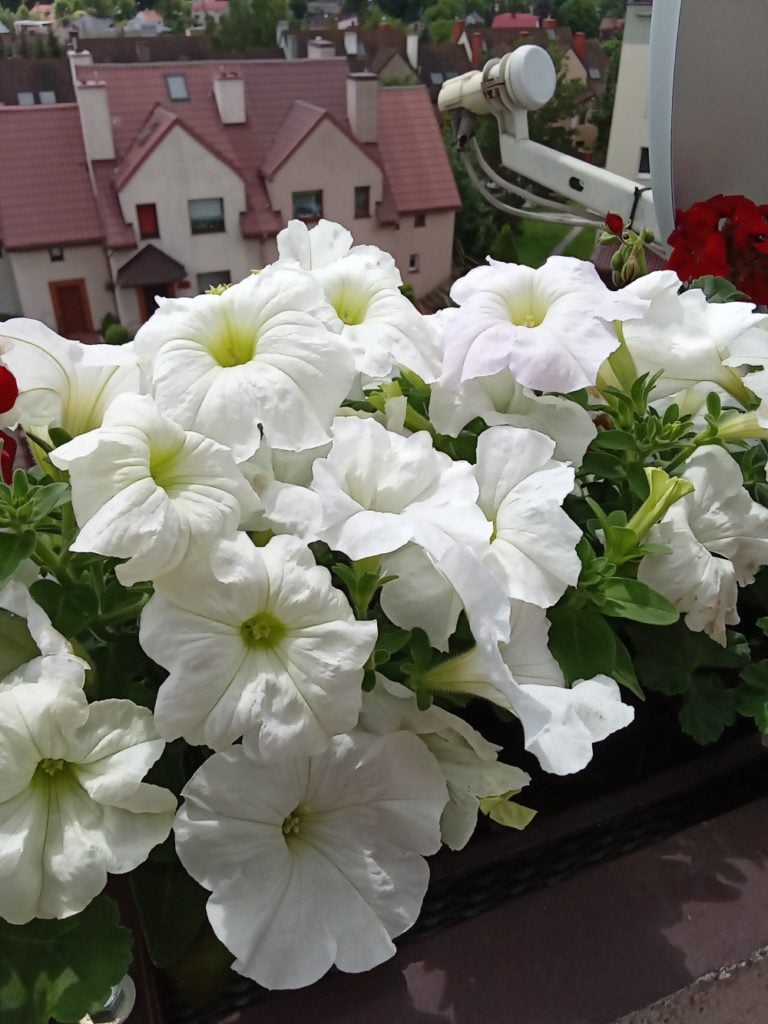 białe kwiaty- y5p huawei