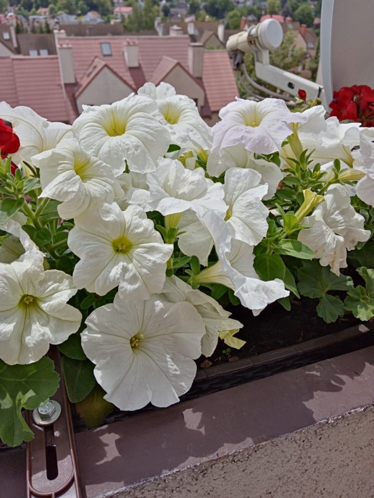 białe kwiaty- y6p huawei