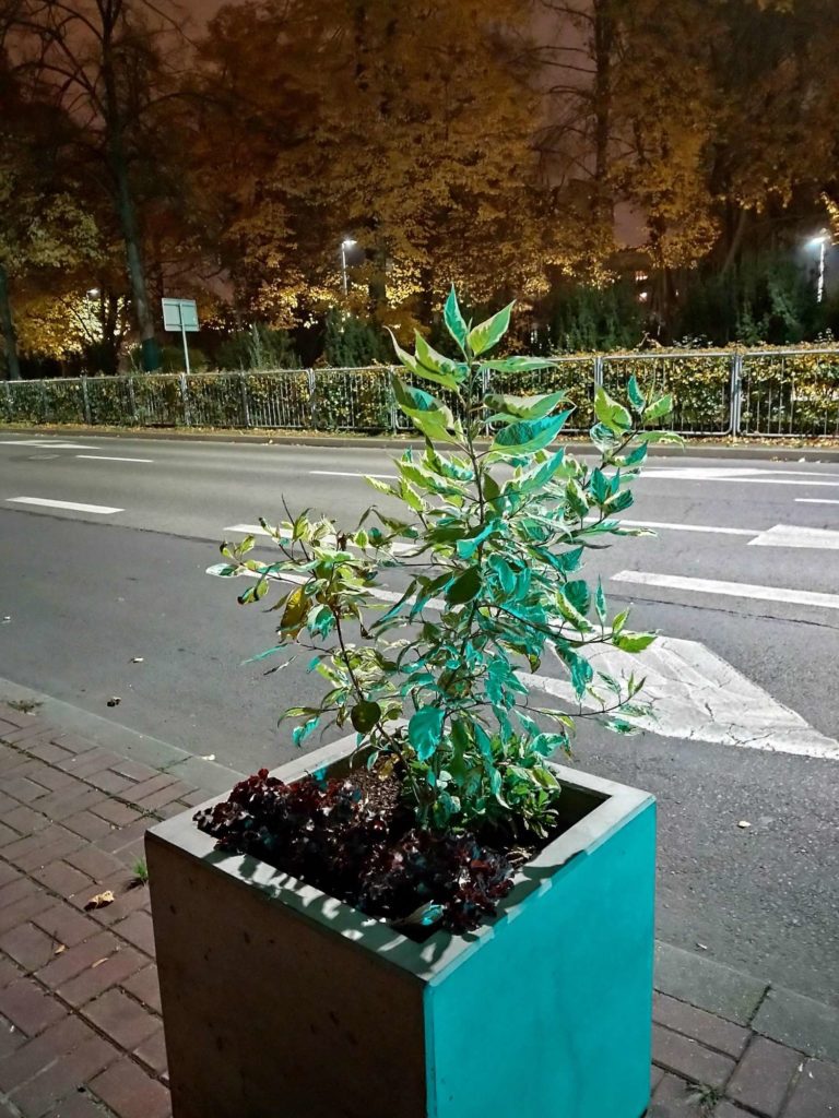 Motorola Razr 5G zdjęcie nocne rośliny