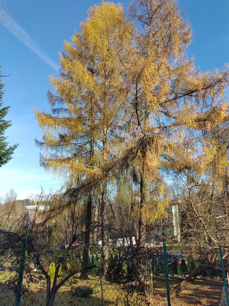 nokia 8.3 5G drzewo HDR