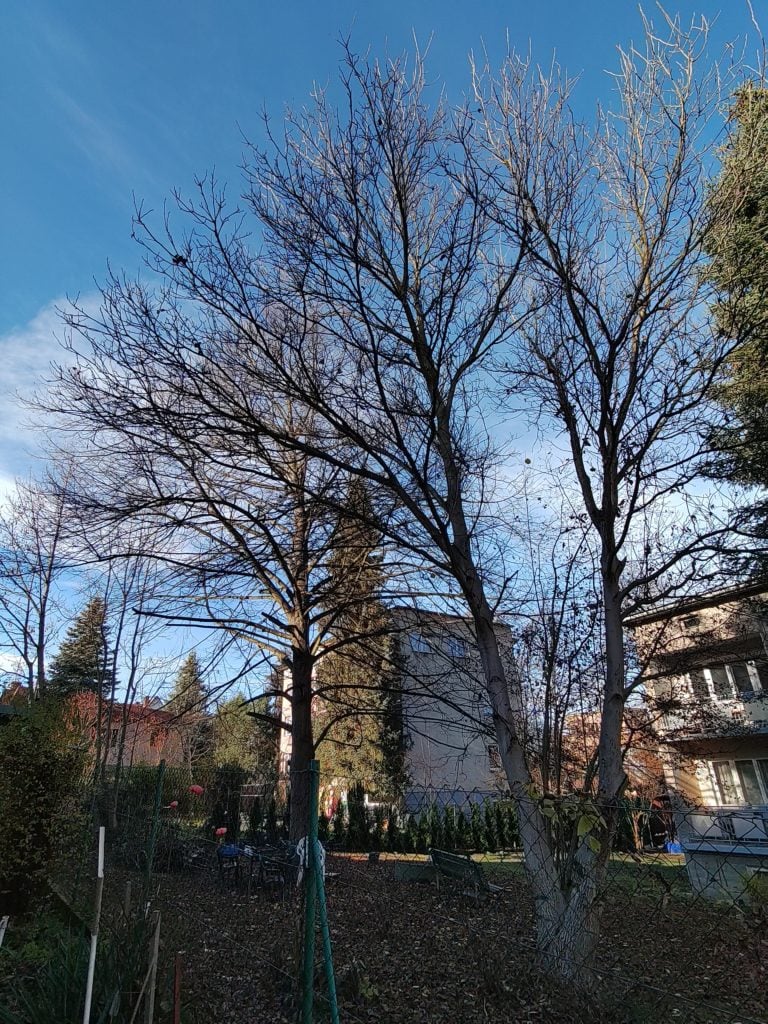 nokia 8.3 5g ultra drzewo domy