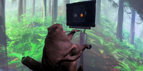 To nie małpie figle - Musk pokazuje, jak makak prowadzi rozgrywkę przy pomocy myśli