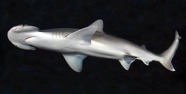 Rekin Młot tyburo
