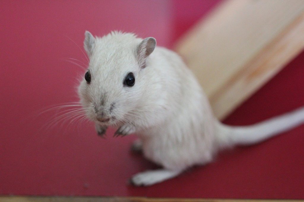 biała mysz