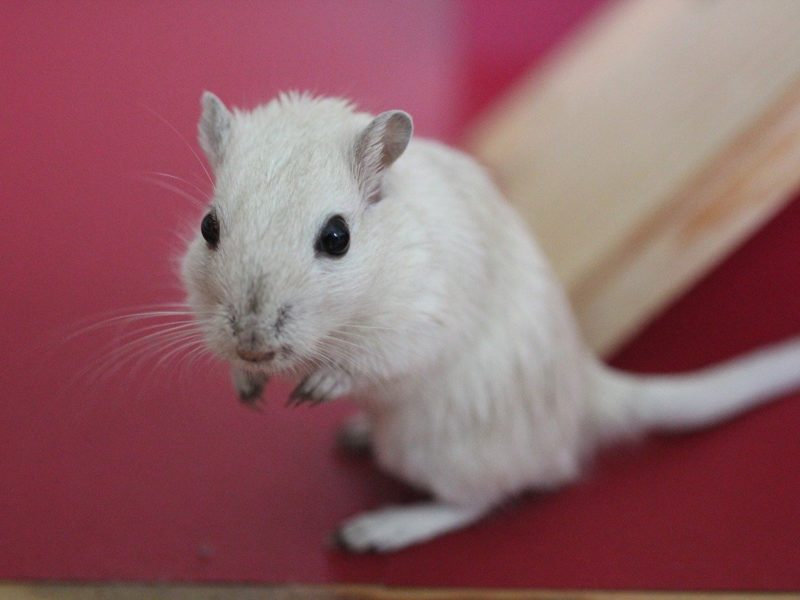 Naukowcy zmusili myszy do nawiązania więzi, atakując ich mózgi światłem