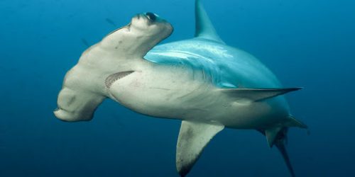 Rekiny wykorzystują pole magnetyczne Ziemi jako GPS?