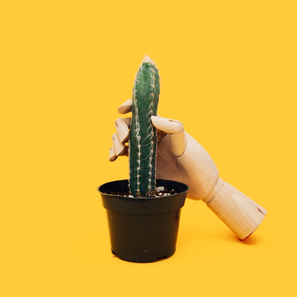 kaktus w doniczce