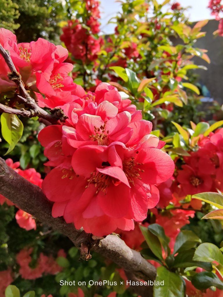 kwiat w obiektywie głównym OnePlus 9 Pro