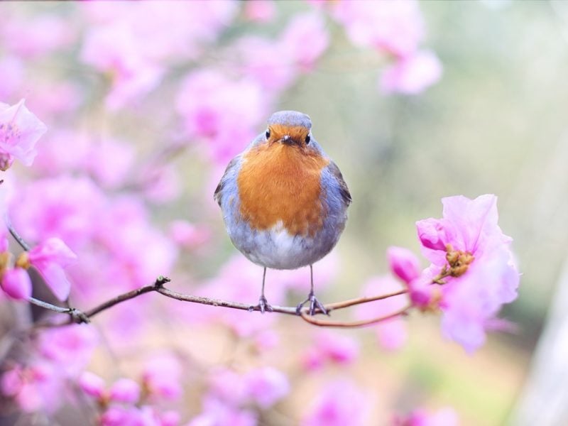 Jak sprawdzić, który ptak śpiewa? Poznaj aplikację Merlin Bird ID, rozpoznającą ćwierkanie