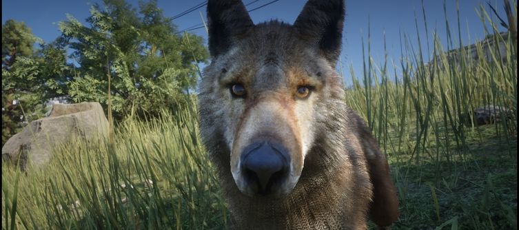 Czy Red Dead Redemption 2 to dobra gra do nauki o zwierzętach?