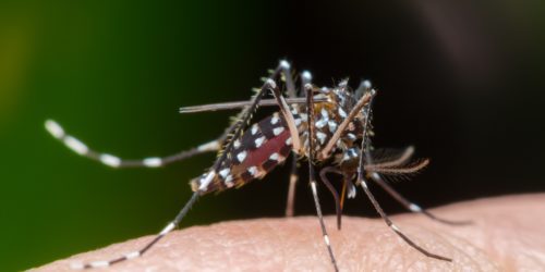 U.S. Army chce „wykastrować” komary