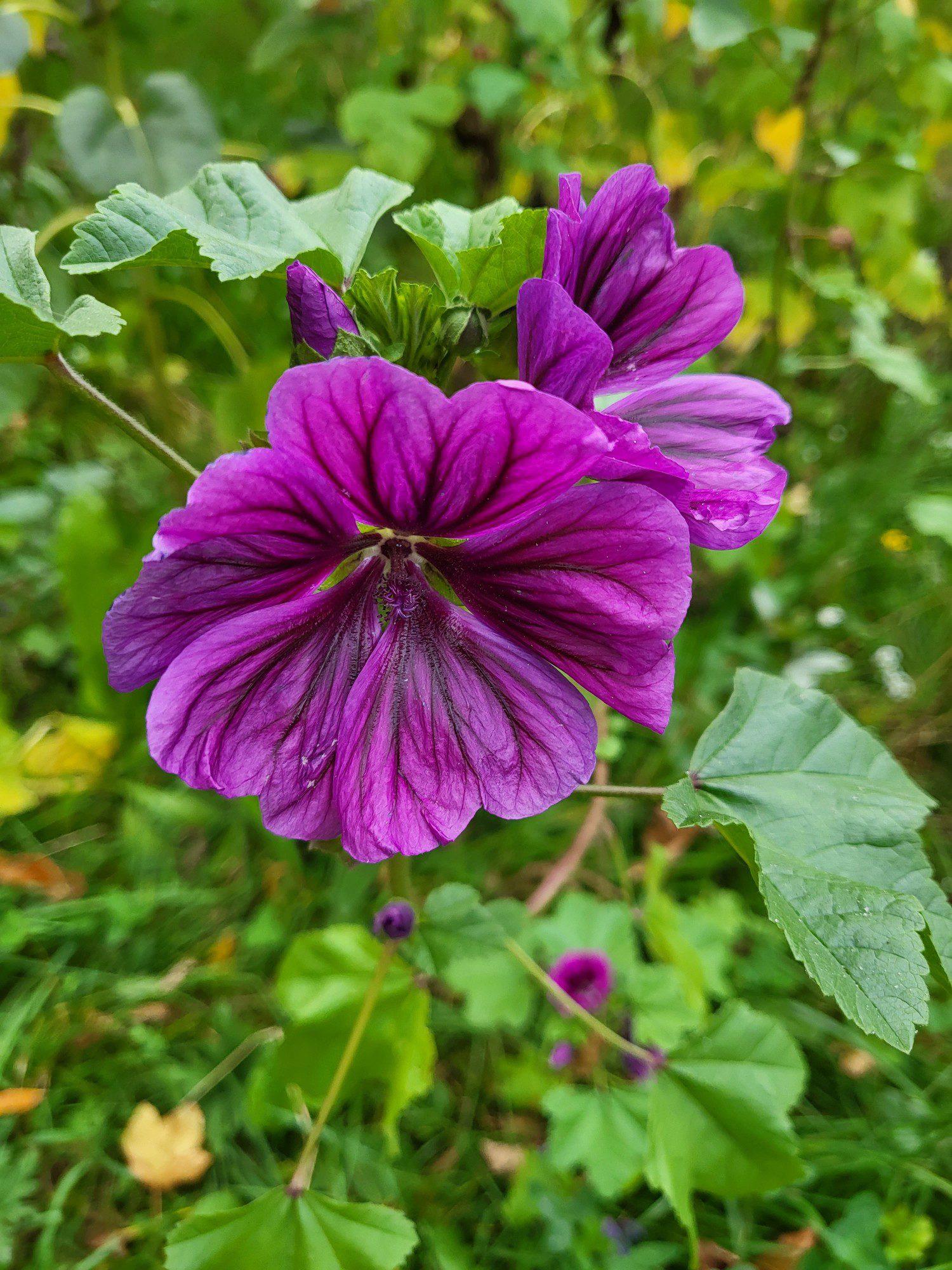 fioletowy kwiatek apratem z flip3