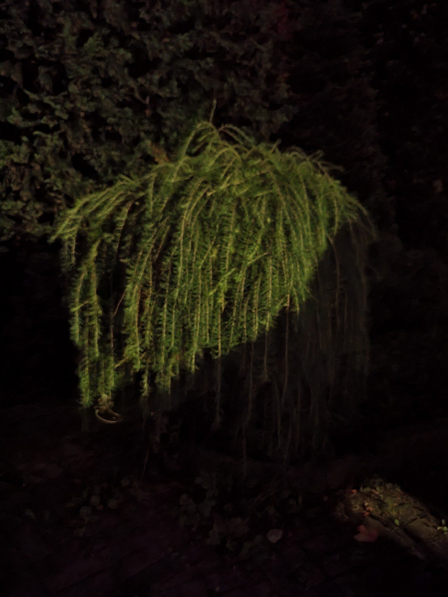 drzewko w trybie nocnym z flip3