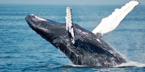 Naukowcy wykorzystują sztuczną inteligencję do dekodowania języka wielorybów