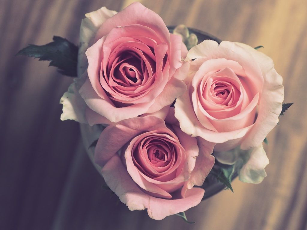 różowe kwiaty