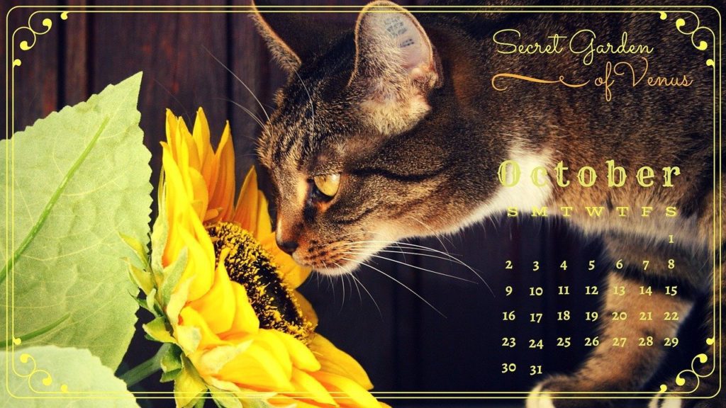 kot kalendarz dzień kota