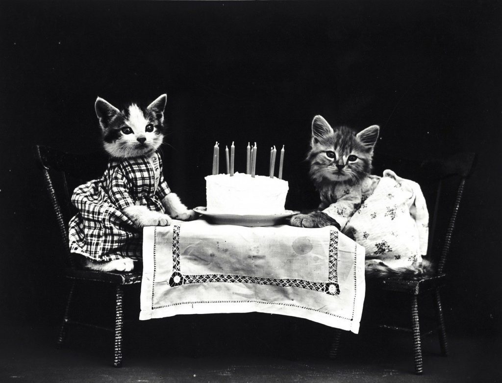 koty tort święto dzień kota