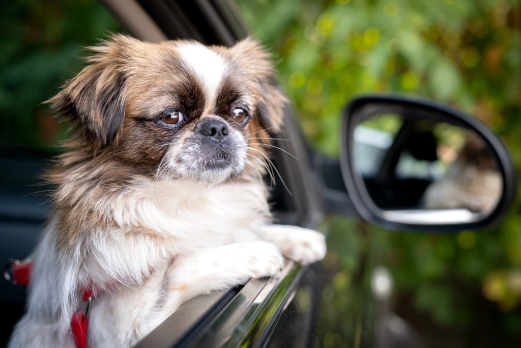pies w samochodzie podczas podróży