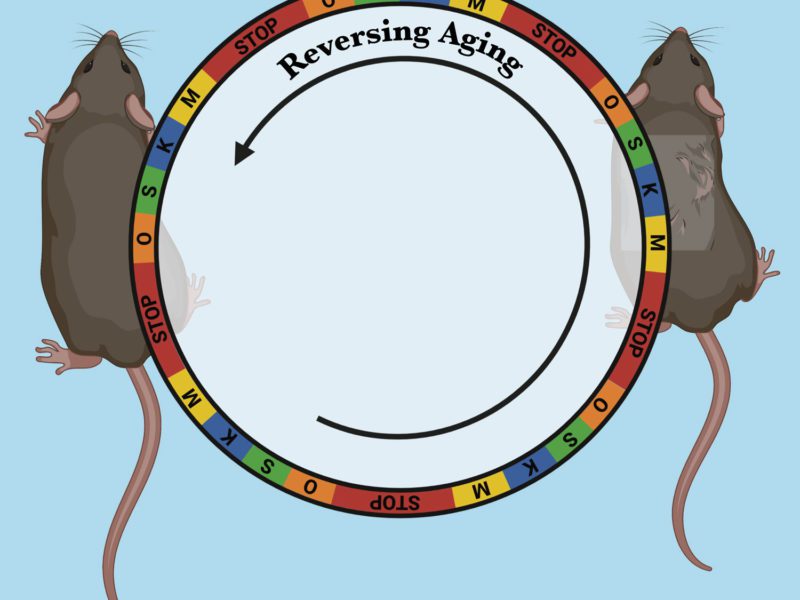 Naukowcy odmłodzili myszy. Czy to rewolucyjny krok w kierunku odwrócenia procesu starzenia człowieka?