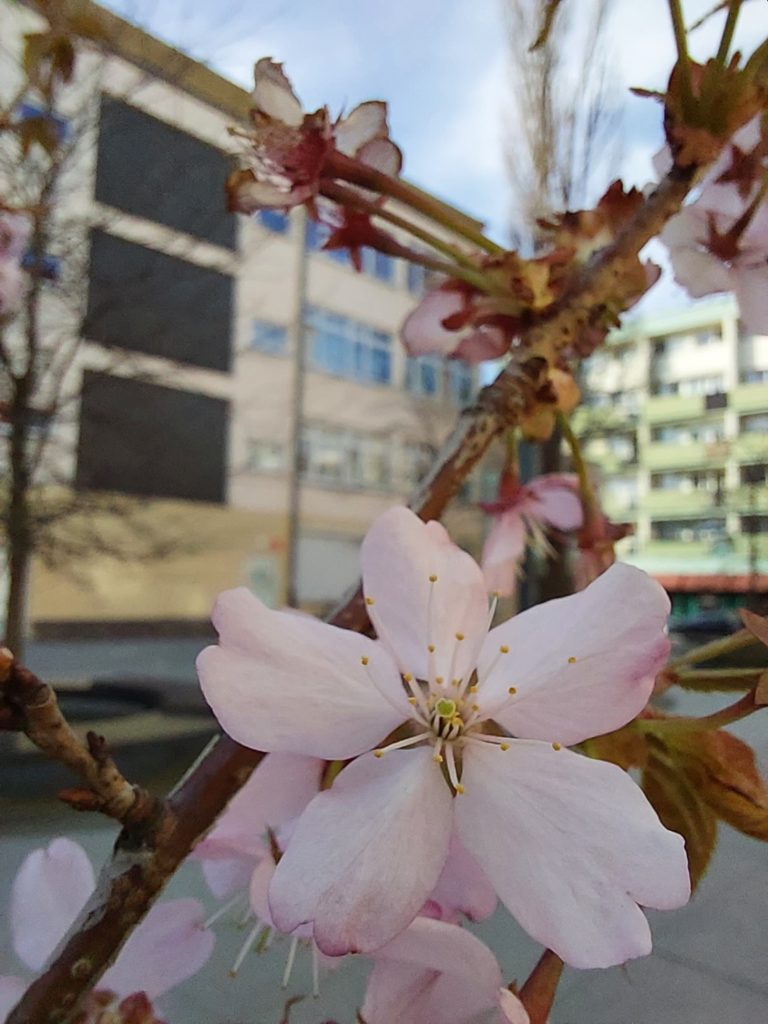 Samsung Galaxy M23 makro kwiatek