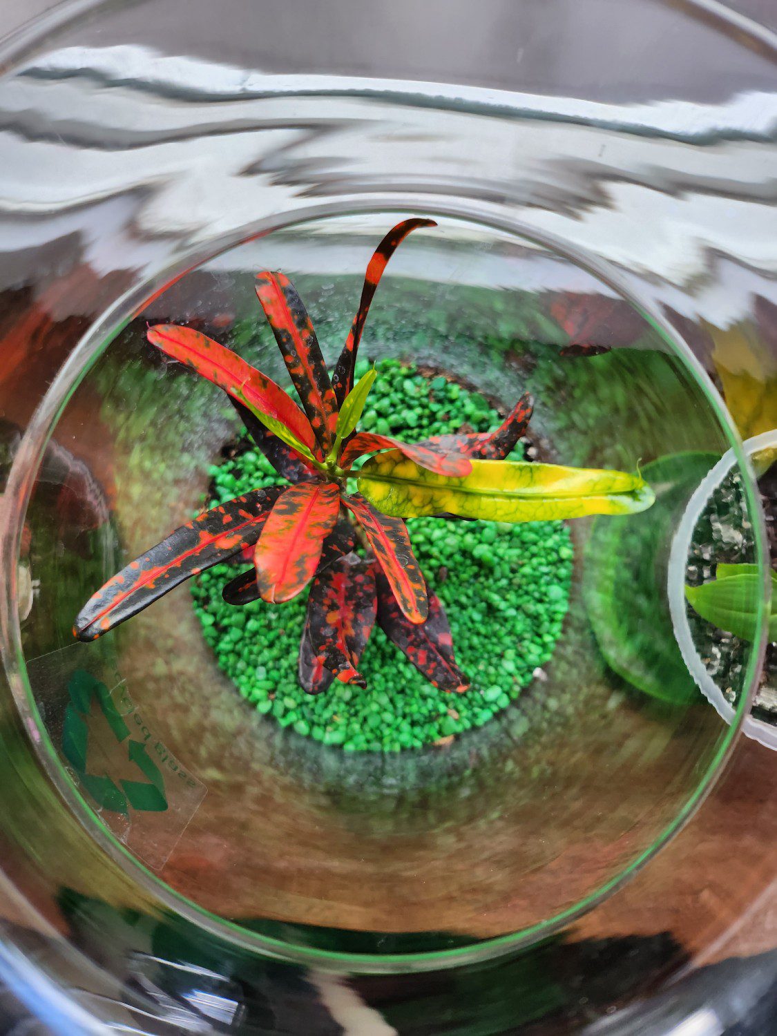 roślinka zdjęcie aparatem Galaxy Z FLip4