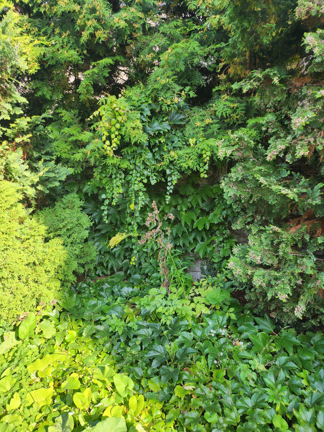zieleń zdjęcie aparatem Galaxy Z Flip4