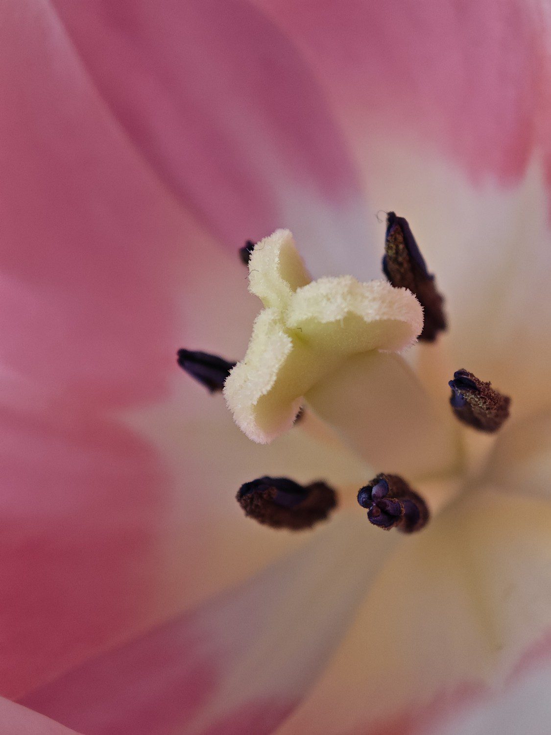 tulipan makro xiaomi 13 pro