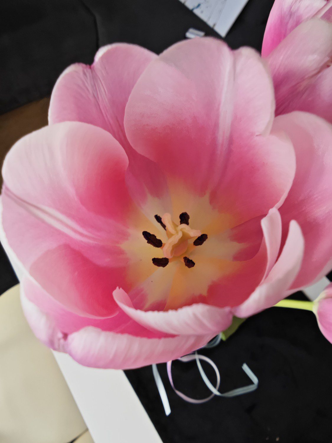 tulipan zdjęcie xiaomi 13 pro