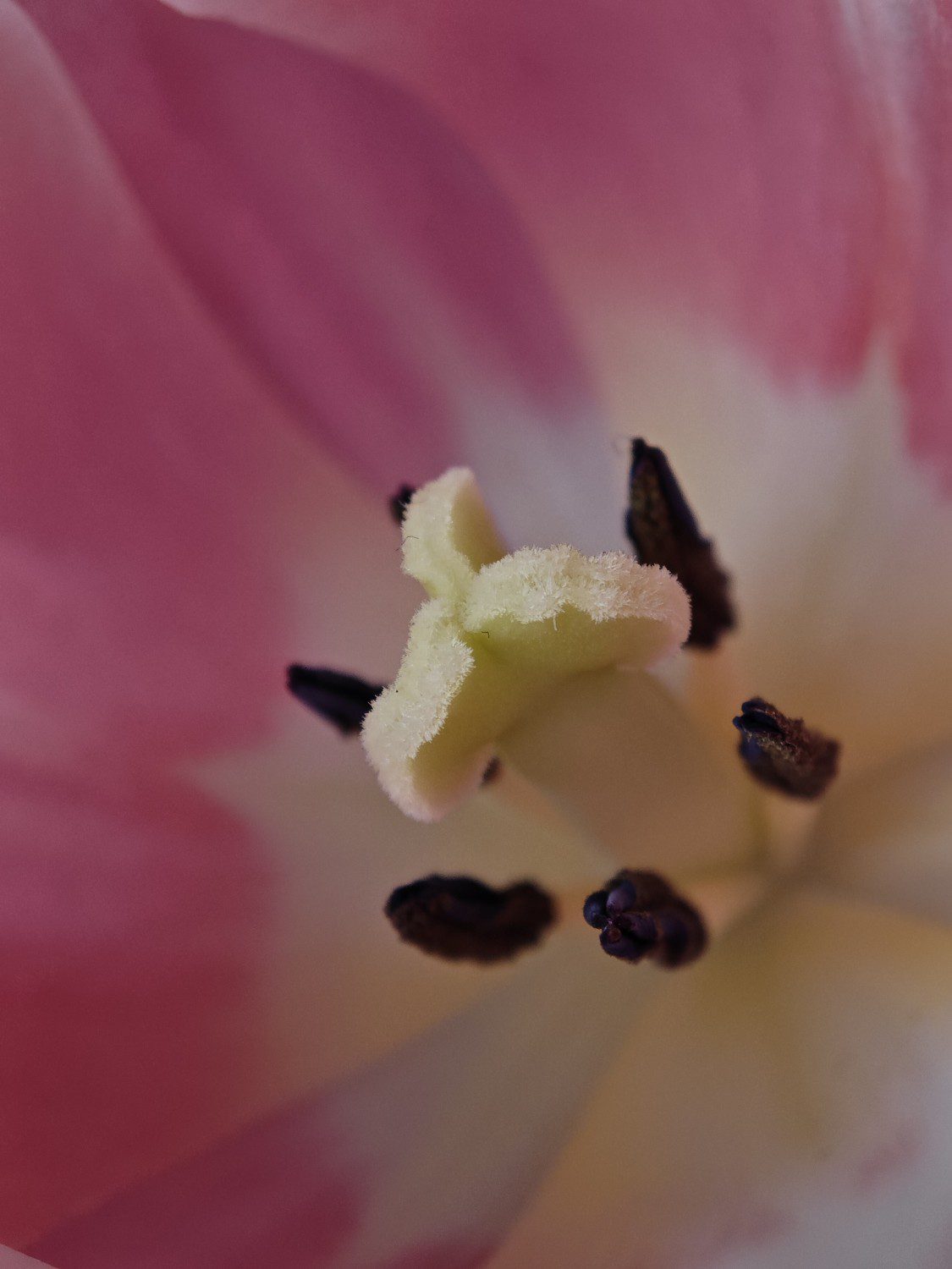 tulipan super makro xiaomi 13 pro