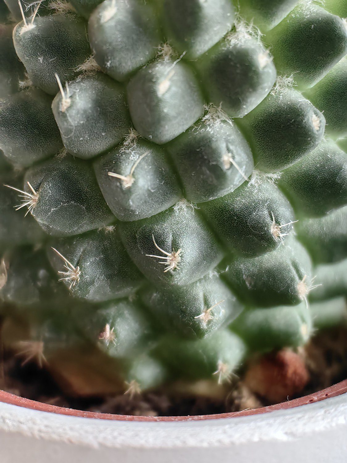 kaktus teleobiektyw macro huawei p60 pro