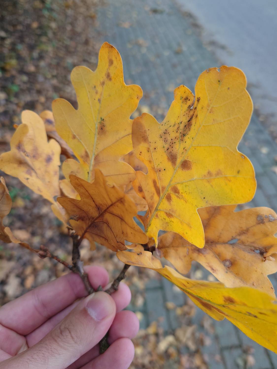 sony xperia 5 v zdjęcie liścia